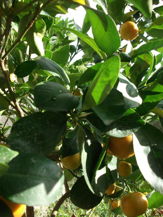 Poggio Del Conero Villa Ngoại thất bức ảnh